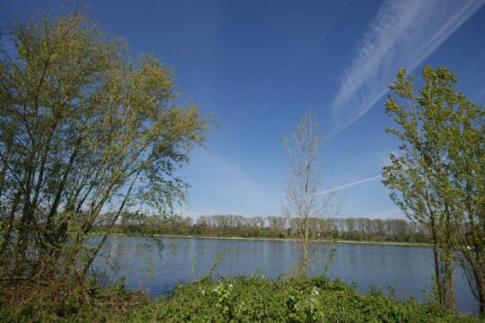 Rheinblick